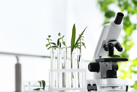 Pflanzen in Reagenzgläsern und Mikroskop