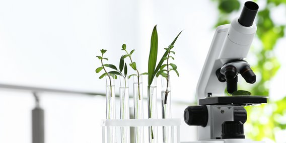 Pflanzen in Reagenzgläsern und Mikroskop