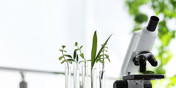 Pflanzen in Reagenzgläsern und Mikroskop